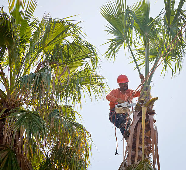 Tree Service Company in Victory Lakes, NJ